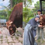 Tangis Ria Ricis Pecah Saat Saksikan Sapi Kurban Disembelih, Suasana Masjid Mendadak Haru